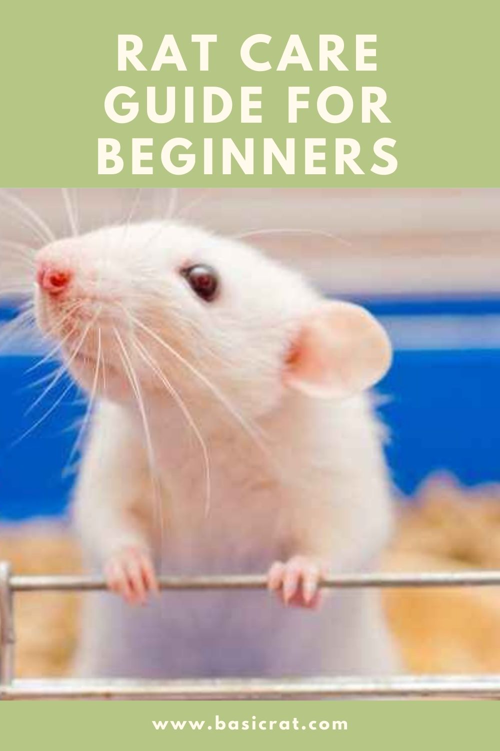 COMPLETE Rat Care Guide for BEGINNERS Basic Rat