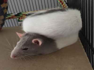 rats as pets care