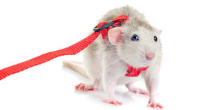 rats as pets pros and cons