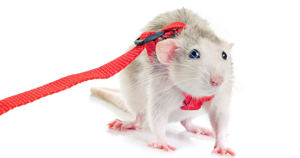 Rats as Pets - What to Know [Pros, Cons, Fact, Care, Information ...