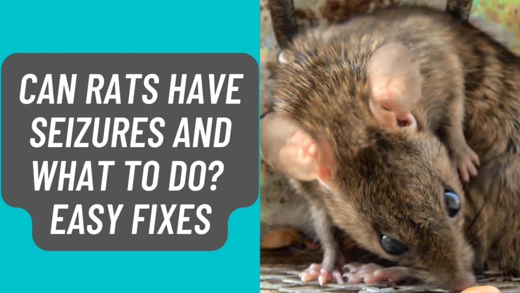 Can Rats have Seizures Easy Fixes