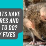 Can Rats have Seizures Easy Fixes