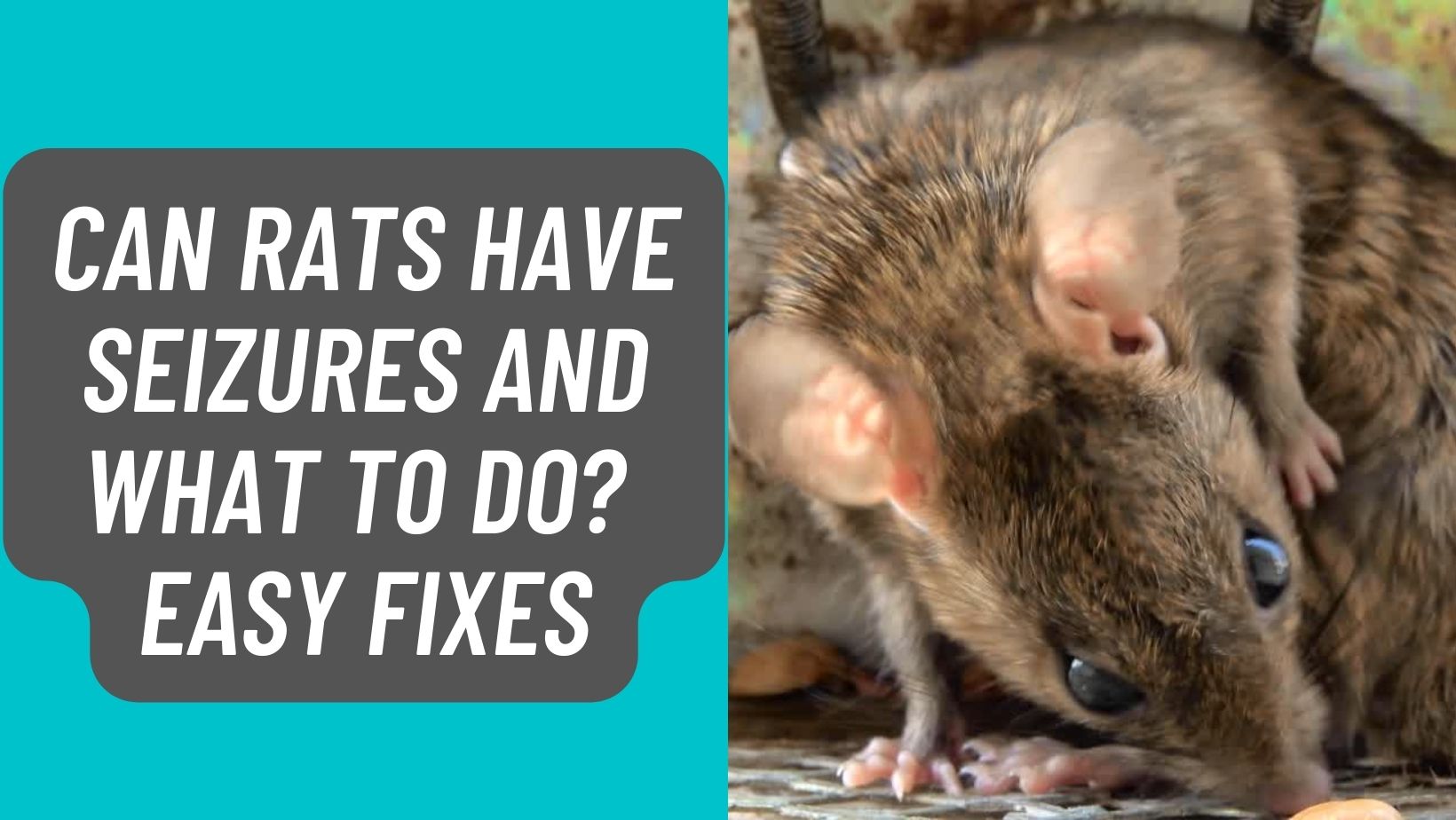 Can Rats have Seizures and What to Do? 5 Easy Fixes!