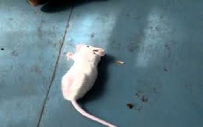 Can Rats have Seizures