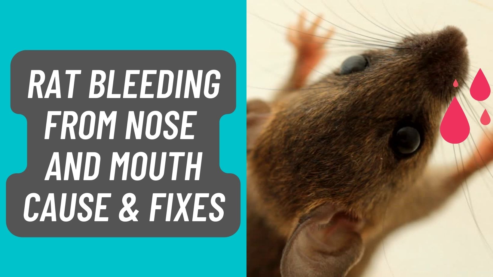 Rat Bleeding from Nose and Mouth