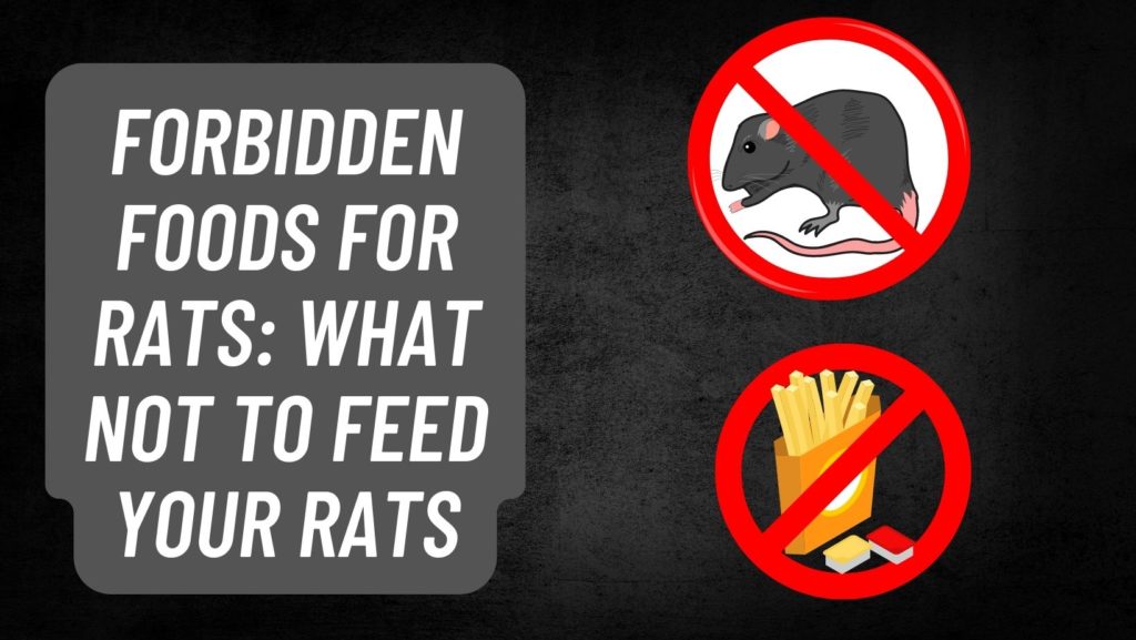 Forbidden Foods for Rats What Not to Feed Your Rats
