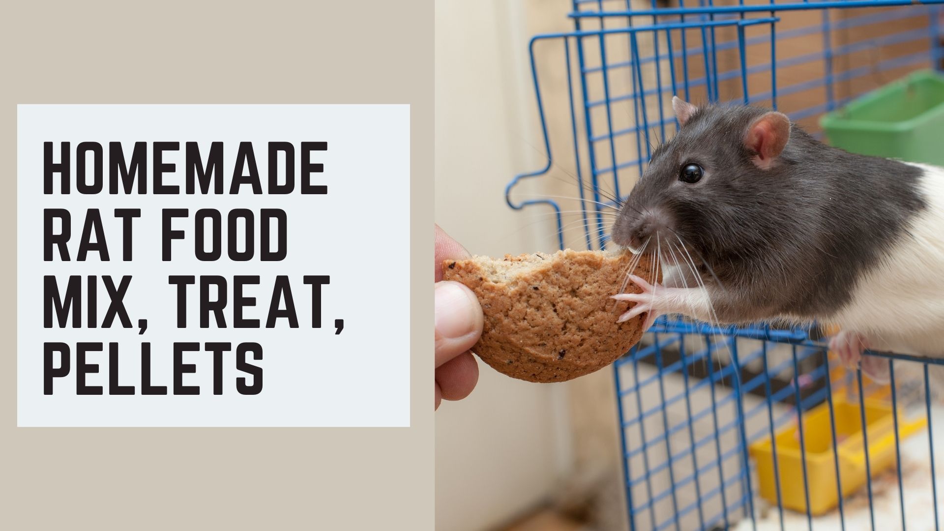 Homemade Rat Food Mix, Treat, Pellets [RECIPE]