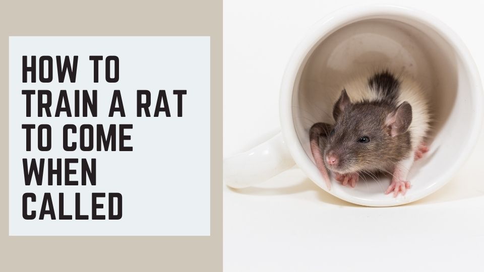 How to Train a Rat to Come when Called