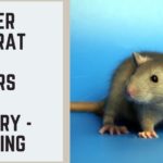 Powder Blue Rat