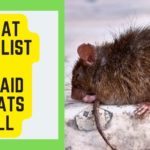Sick Rat Checklist