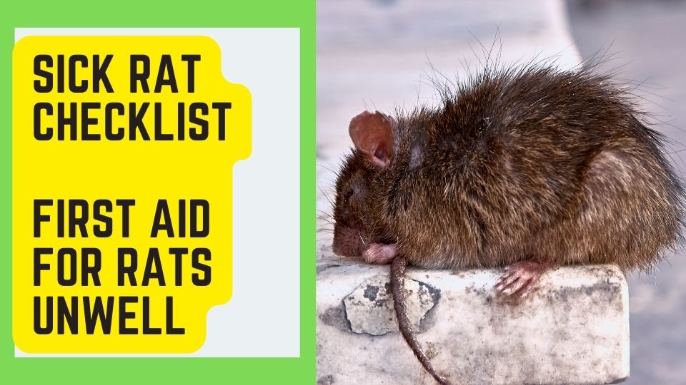 Sick Rat Checklist