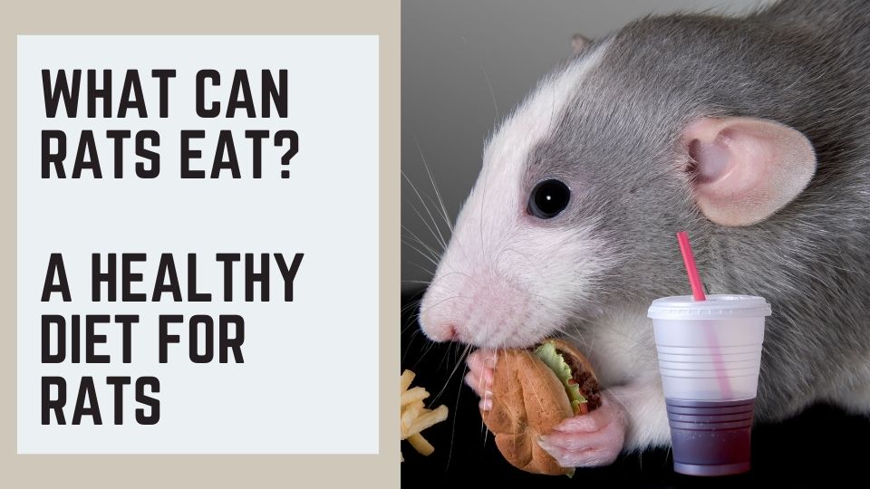 What Can Rats Eat? A Healthy Diet for Rats