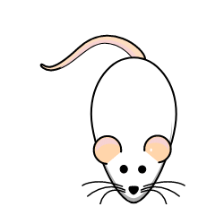Basic Rodents