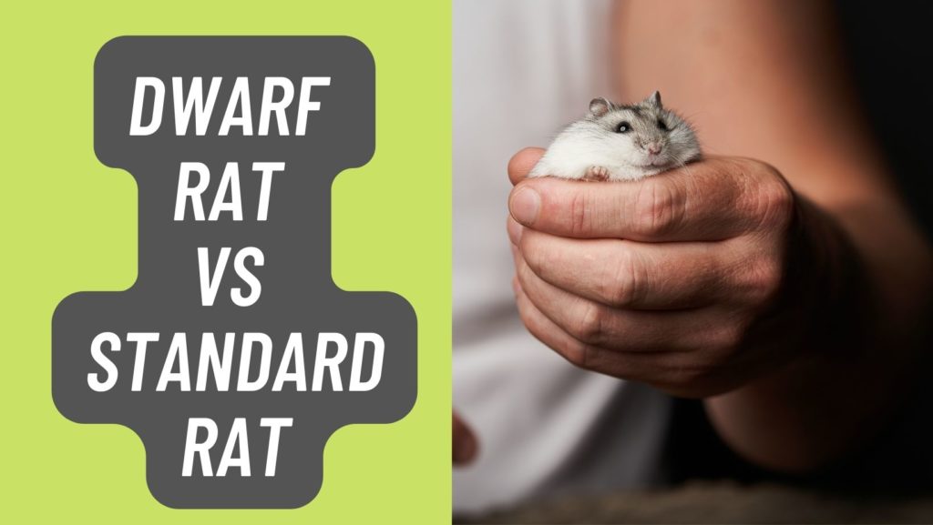 Dwarf Rat vs Standard Rat
