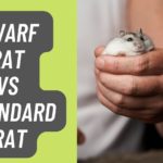 Dwarf Rat vs Standard Rat