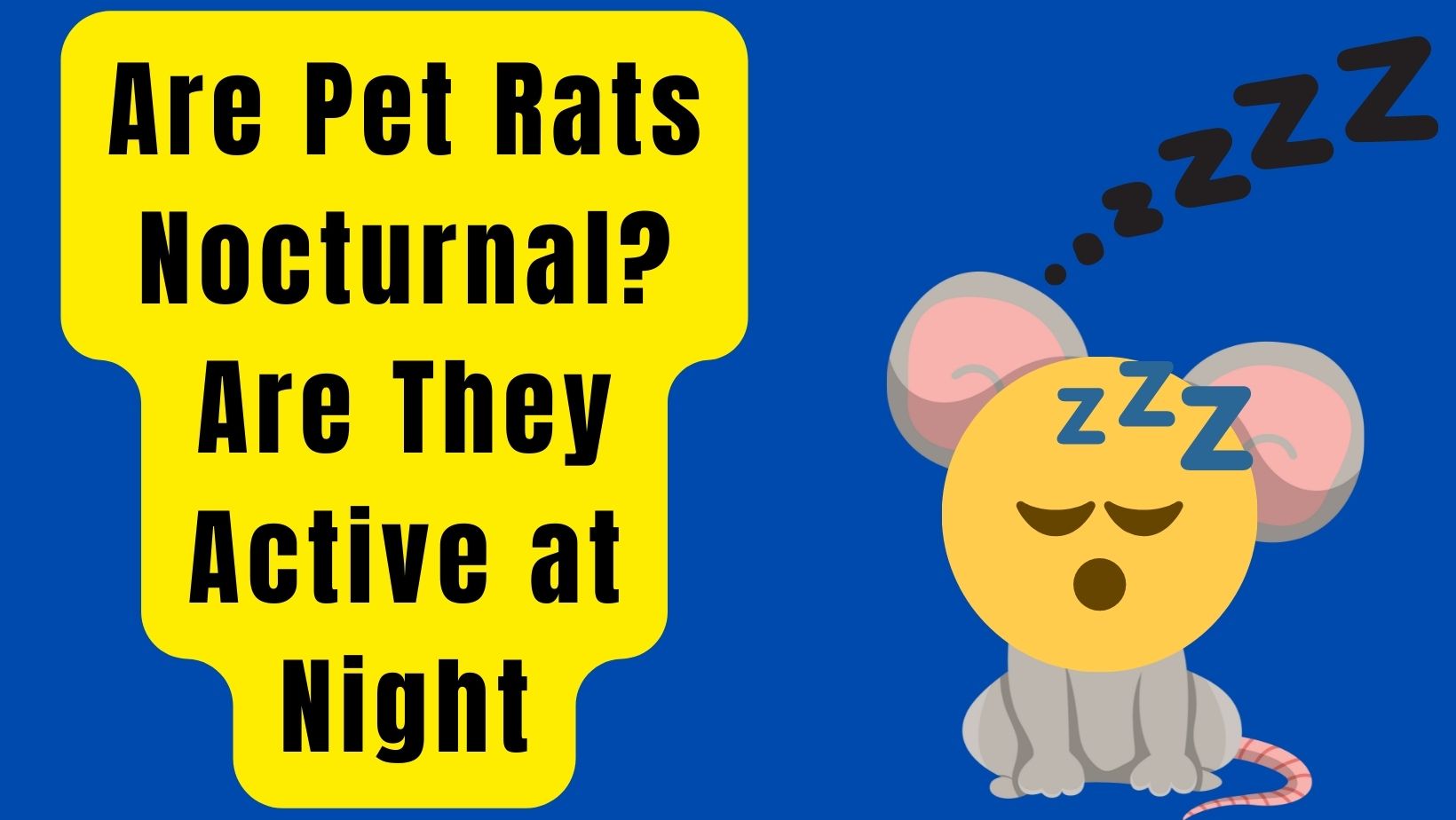 Are Pet Rats Nocturnal? Are Rats Active at Night?