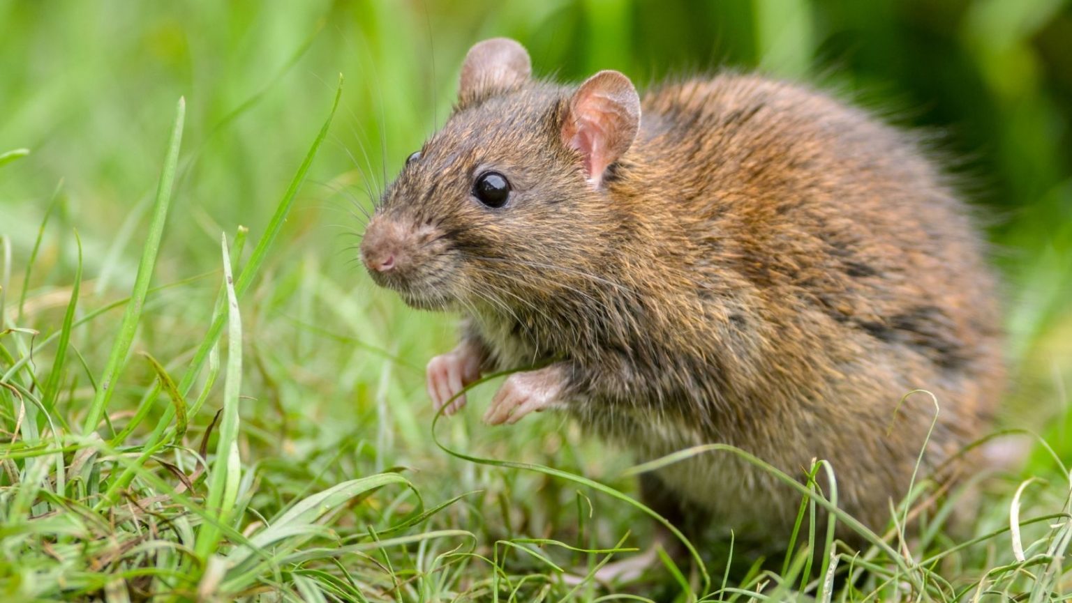 Pet Rat Types, Breeds, Colors and More - Basic Rodents