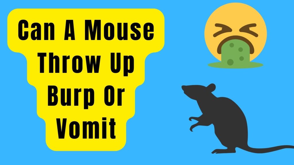 Can A Mouse Throw Up Burp Or Vomit