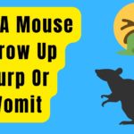 Can A Mouse Throw Up Burp Or Vomit