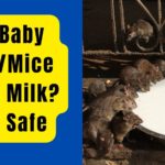 Can Baby Mouse Drink Milk?