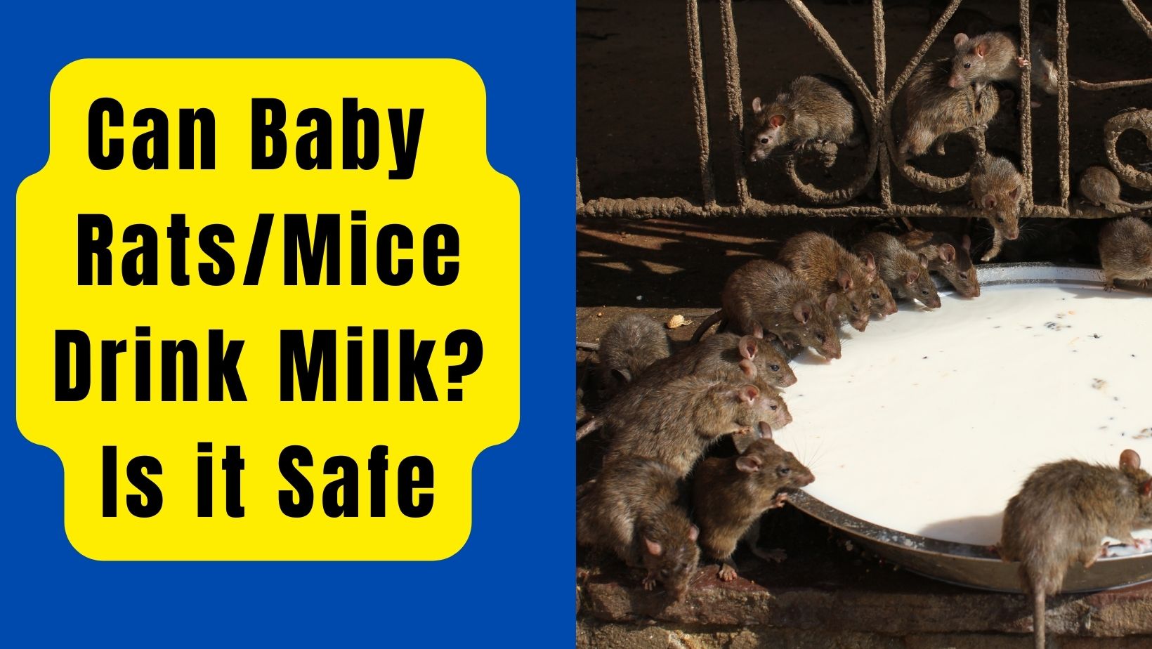 Can Baby Mouse Drink Milk? Which Milk is Safe?