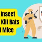 Can Insect Spray Kill Rats and Mice
