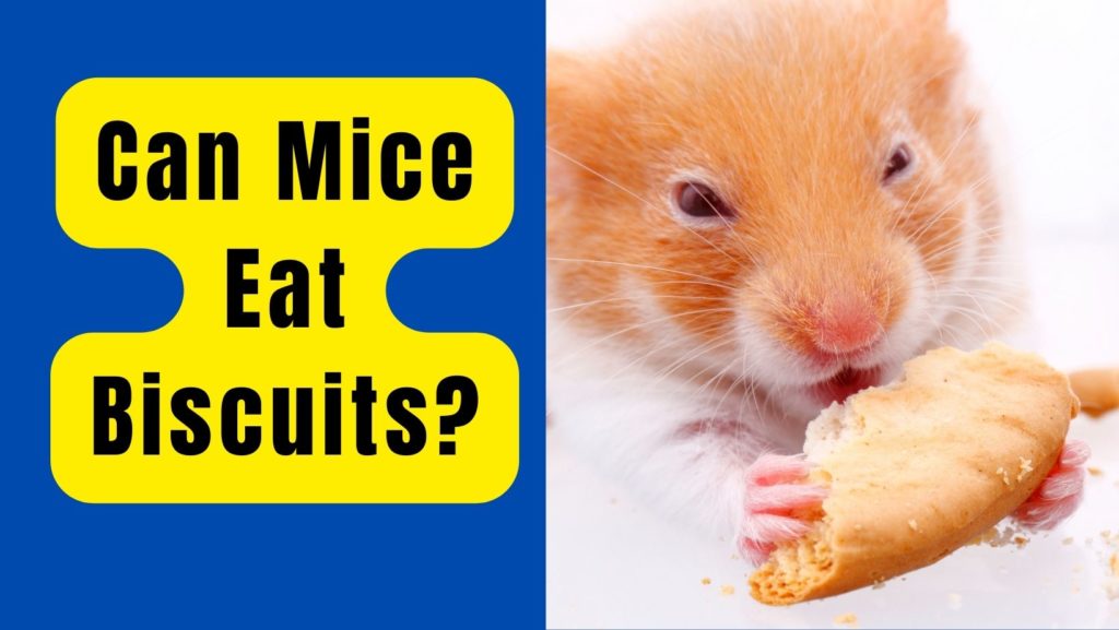 Can Mice Eat Biscuits