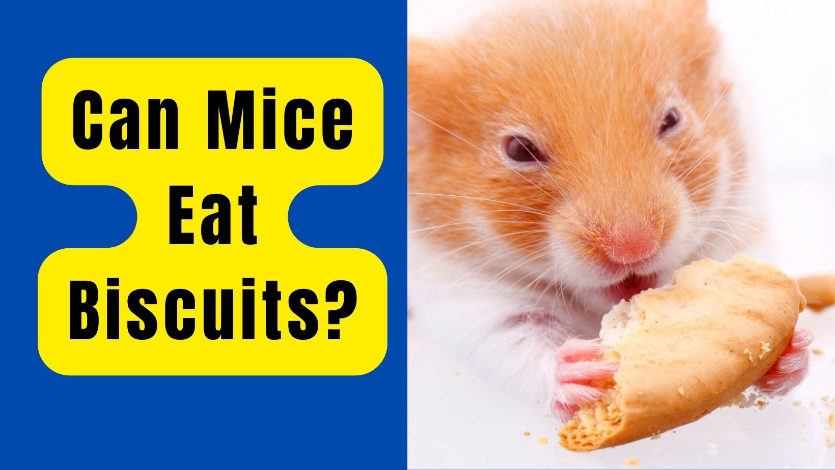 Can Mice Eat Biscuits? Which ones Are Safe?