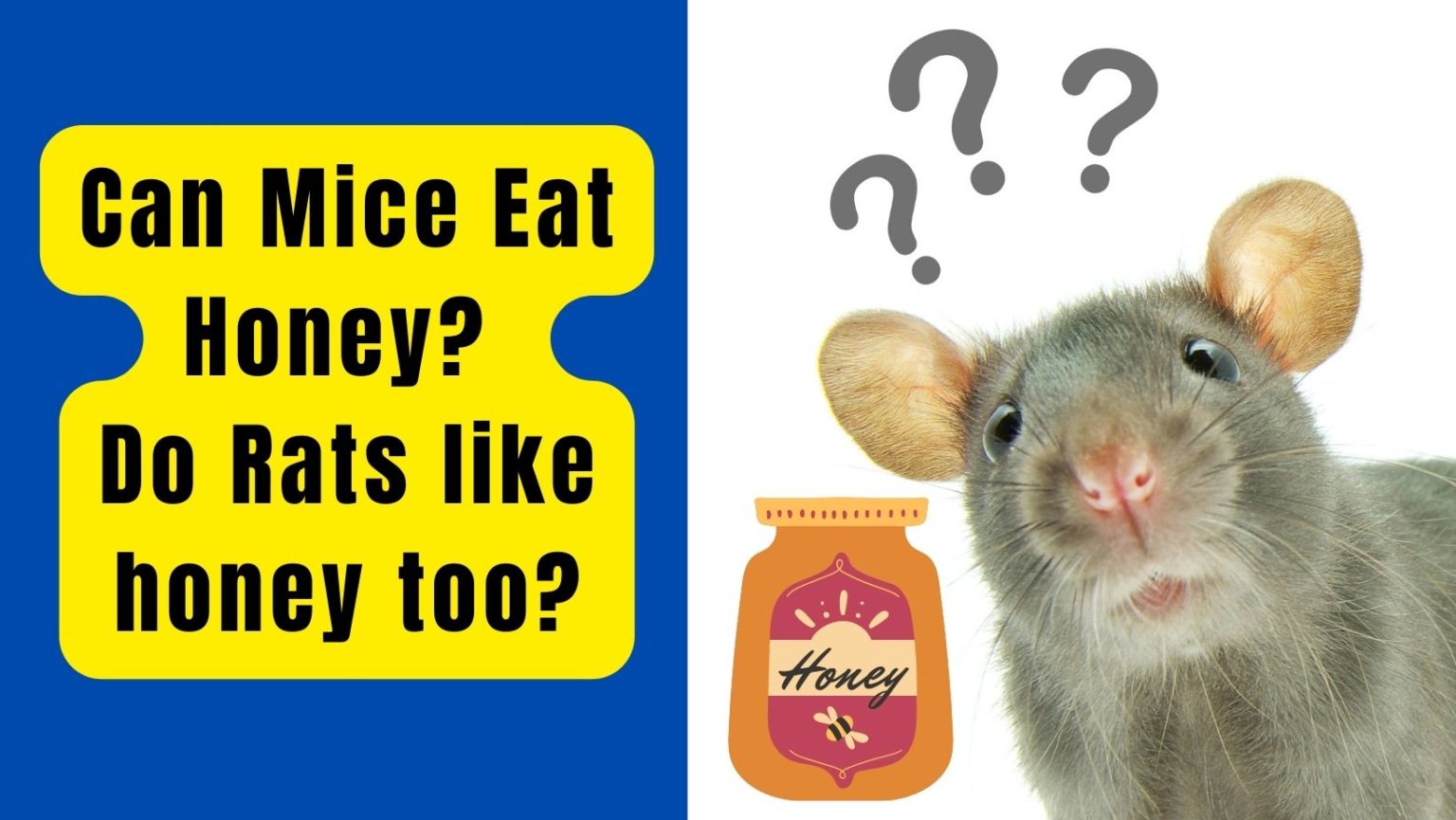 Can Mice Eat Honey? Do rats like honey too? - Basic Rodents