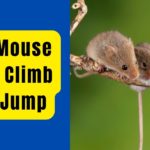 Can Mouse Climb and Jump