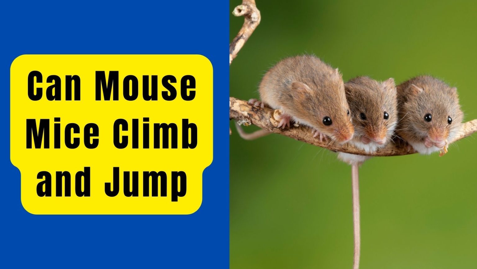 Can Mouse Climb and Jump? Basic Rodents