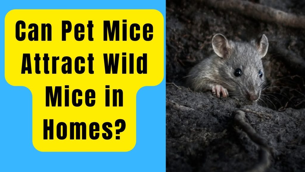 Can Pet Mice Attract Wild Mice in Homes?