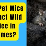 Can Pet Mice Attract Wild Mice in Homes?