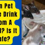 Can Pet Mice Drink From A Bowl Is It Safe