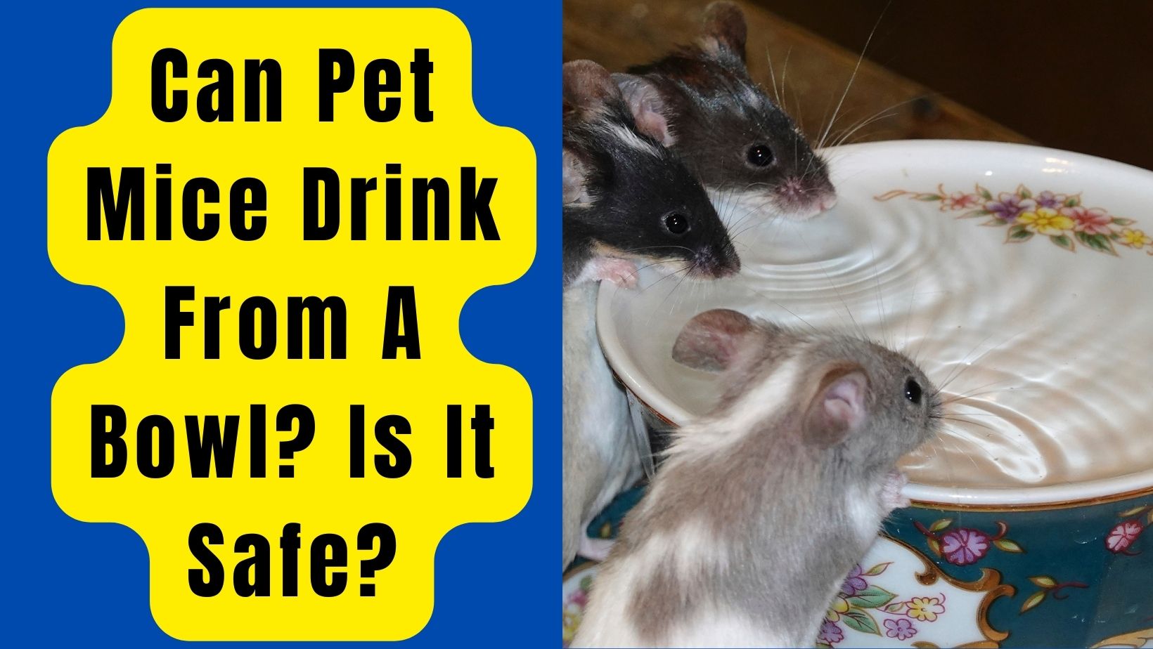 Can Pet Mice Drink From A Bowl? Is It Safe?