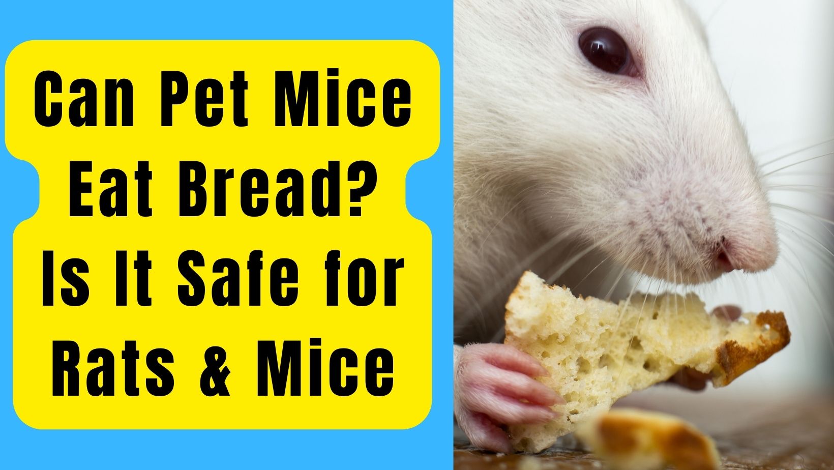 Can Pet Mice Eat Bread? Is Safe for Them?