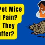 Can Pet Mice Feel Pain Do They Suffer