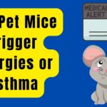 Can Pet Mice Trigger Allergies or Asthma