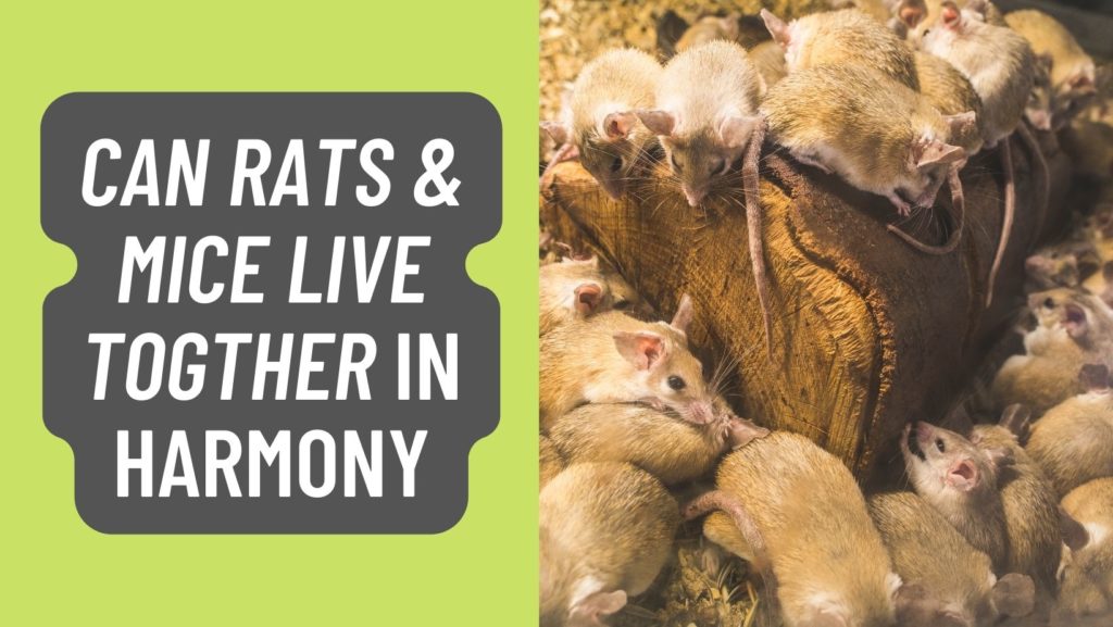 Can Rats And Mice Live Along