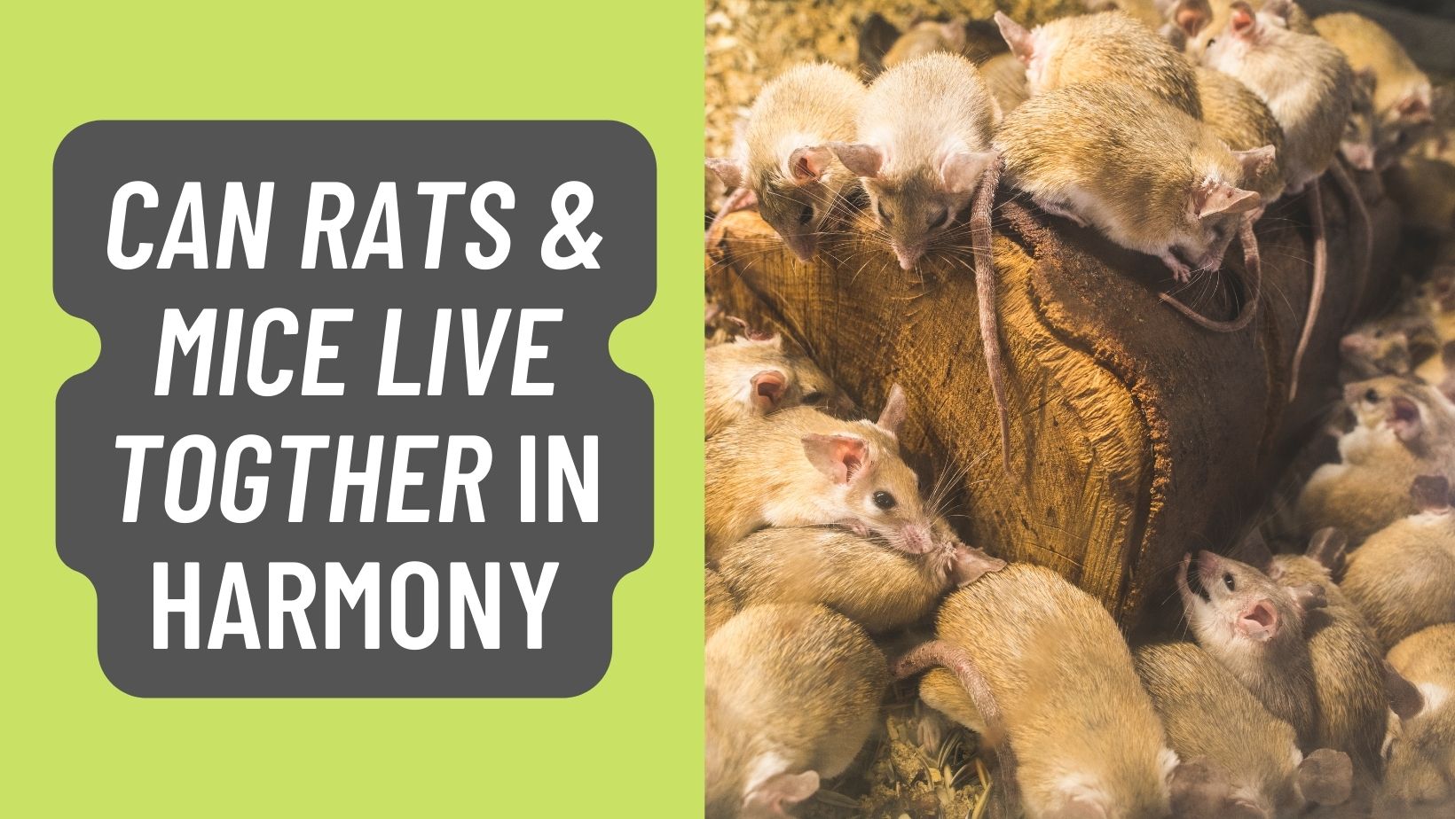 Can Rats And Mice Live Along?
