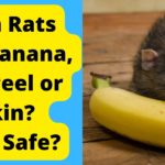 Can Rats Eat Banana Peel or Skin? Is it Safe?