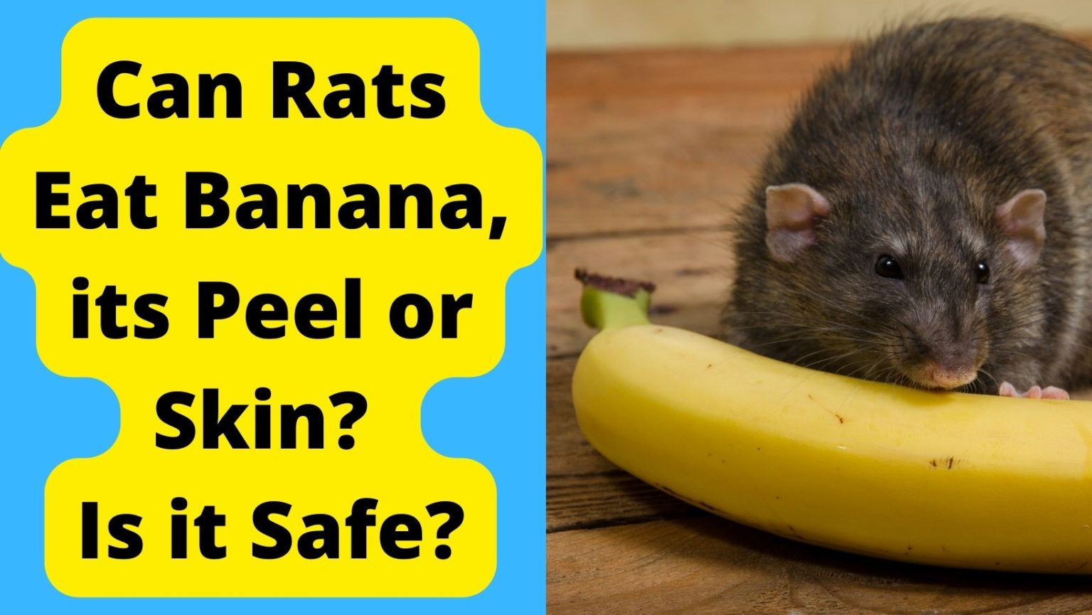 Can Rats Eat Banana Peel Or Skin Is It Safe Basic Rodents