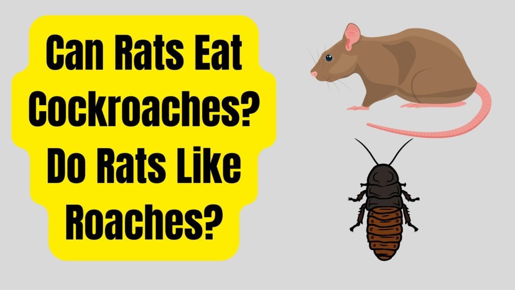 Can Rats Eat Cockroaches? Do Rats Eat Roaches?