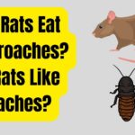 Can Rats Eat Cockroaches? Do Rats Eat Roaches?
