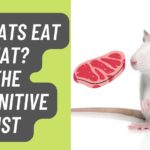 Can Rats Eat Meat