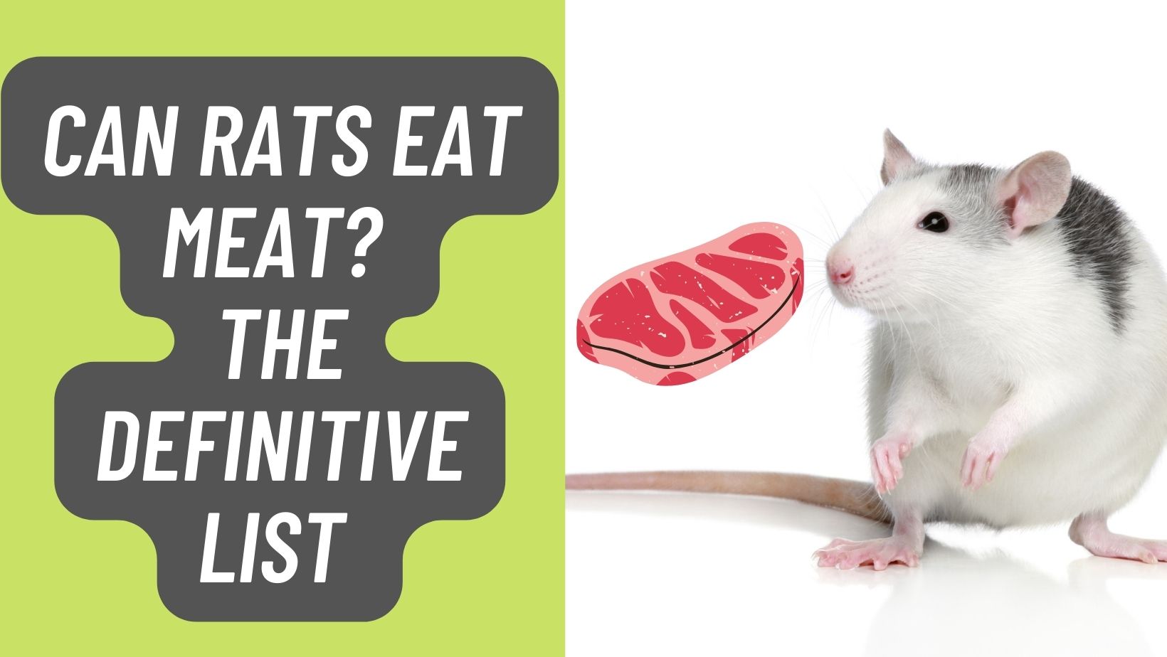 Can Rats Eat Meat? The Definitive List in 2023