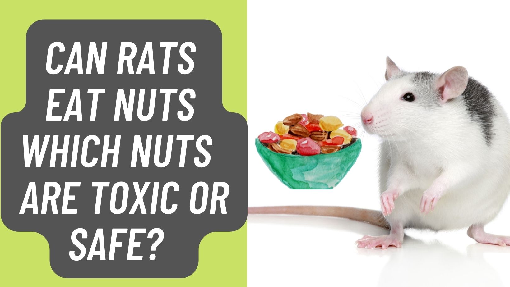 Can Rats Eat Nuts Or Are They Toxic?