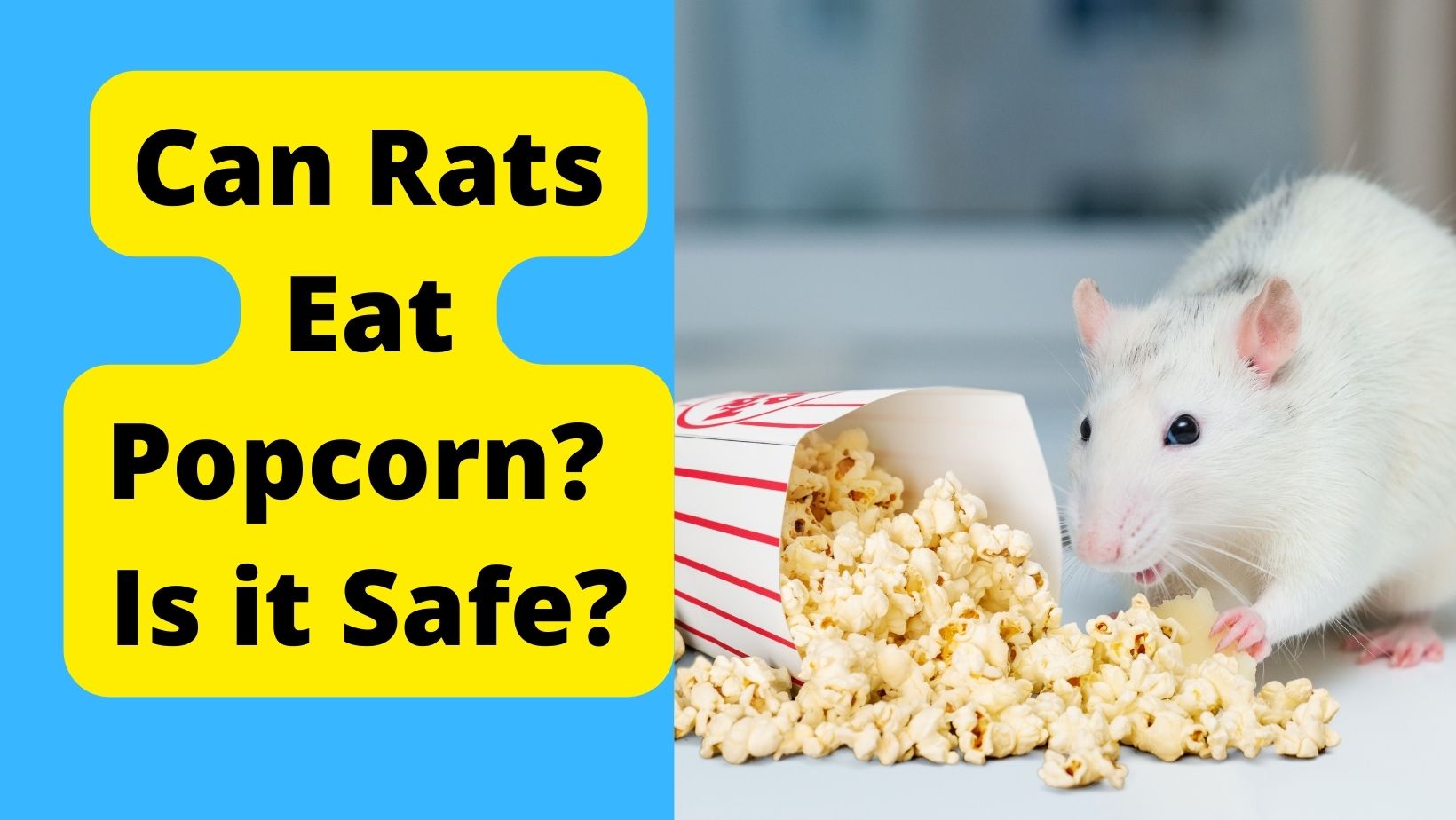 Can Rats Eat Popcorn? Is It Safe?