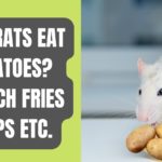 Can Rats Eat Potatoes