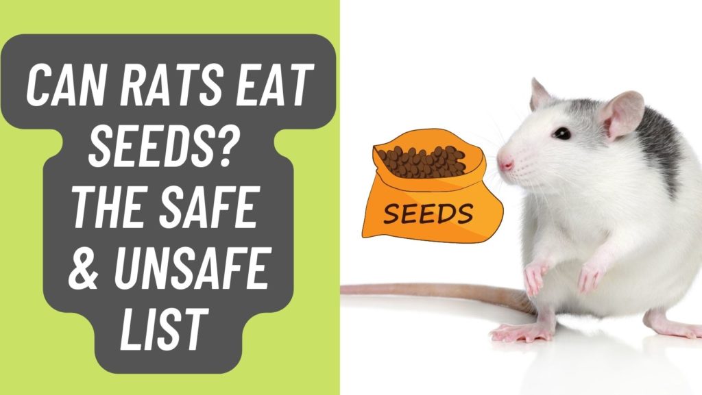 Can Rats Eat Seeds?